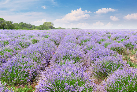 彩色的紫衣草地鲜花茂盛天空蓝背景图片