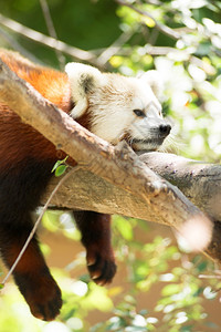 一只被俘的红熊猫试图在树上睡午觉图片