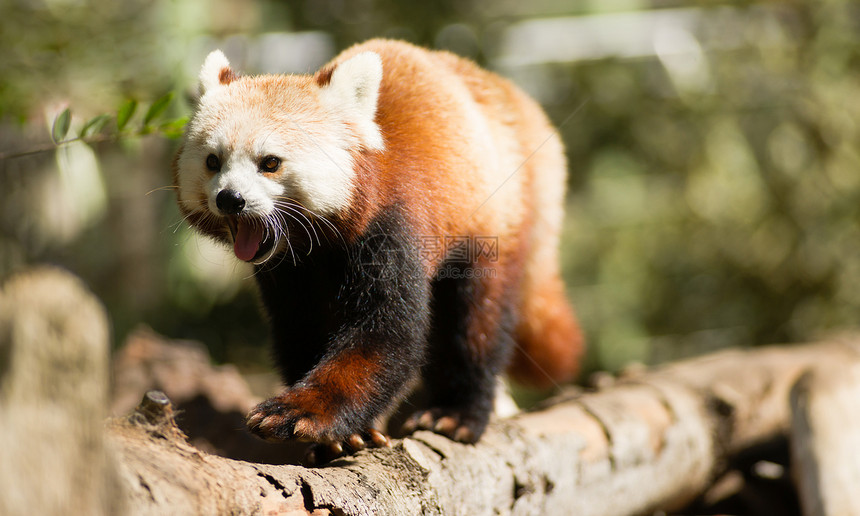 一只被俘的红熊猫绕着他最喜欢的树走动图片