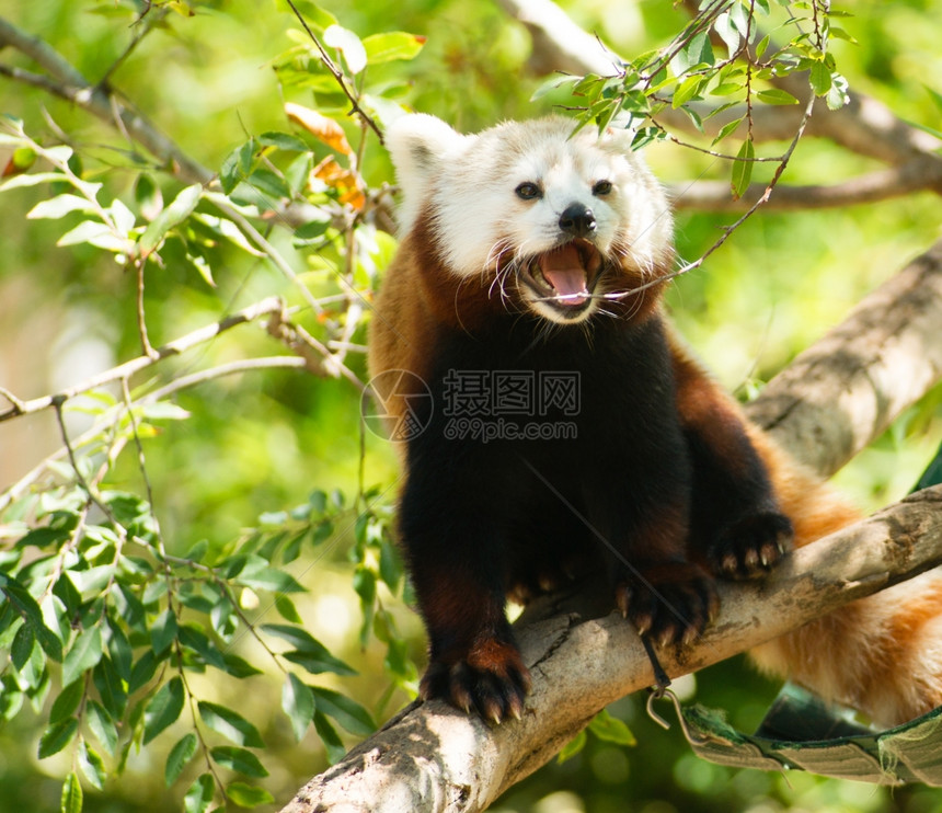 试图在夏日的阳光下找到一些阴影把红熊猫带到树上图片