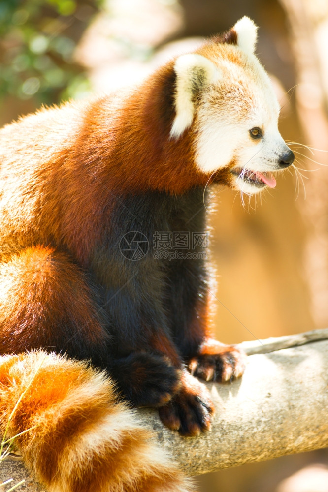 一只被俘的红熊猫坐在他最喜欢的树上图片
