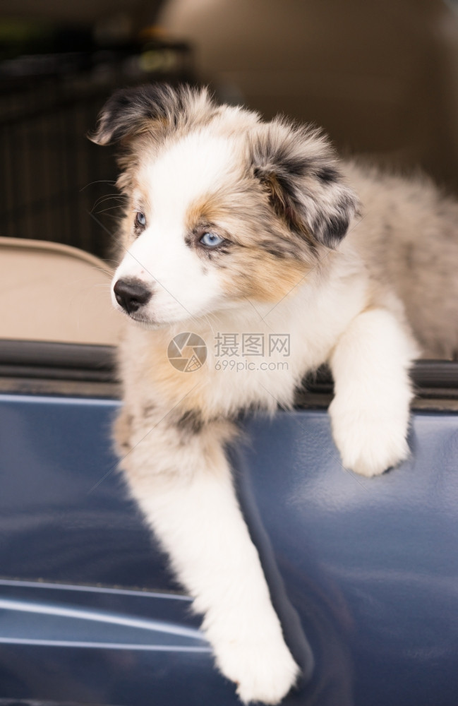 一只非常可爱的狗犬蓝眼睛挂在车窗外图片