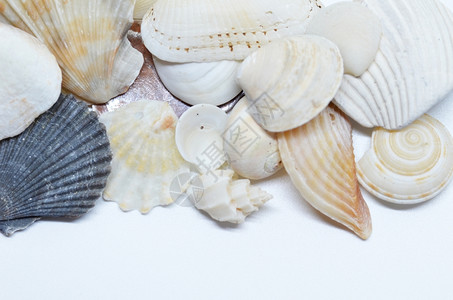 海壳被拆散在一起孤立白色背景上海壳被拆散在一起图片