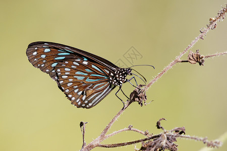 德莫斯蝴蝶白蓝虎关于自然背景的图像背景