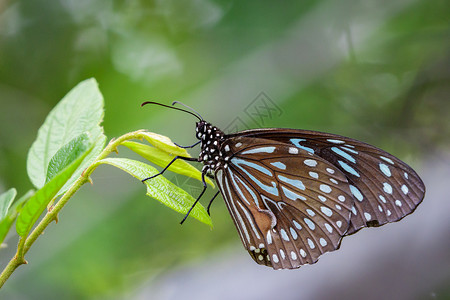 蝴蝶白蓝虎关于自然背景的图像图片