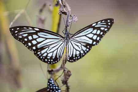 德莫斯美丽的蝴蝶停在树枝上背景