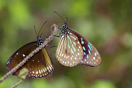 蝴蝶白蓝虎关于自然背景的图像高清图片