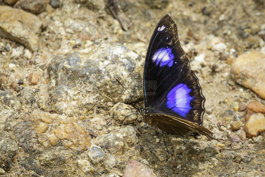 有关自然背景的男达纳伊德埃格利苍蝇蝴蝶照片图片