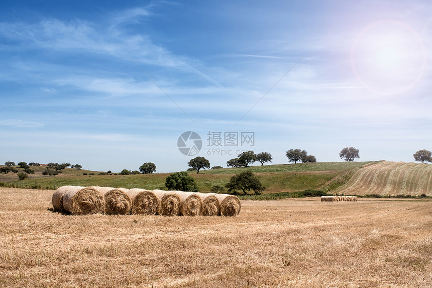 乡村夏季风景农田地和收成景色图片