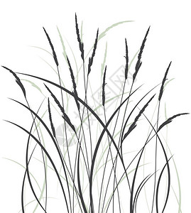 黑白植物小草矢量插图图片