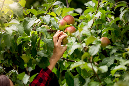 女人从树上摘苹果图片