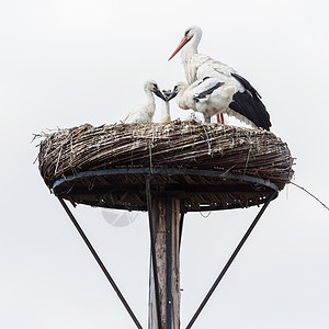 白鹤坐在巢穴上年轻小的已经几星期大了图片