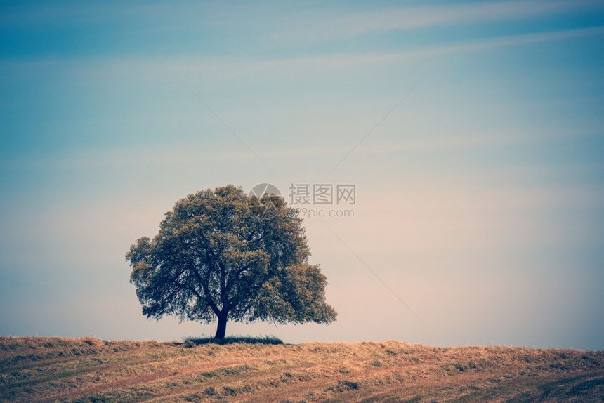 蓝天上山丘孤独树的古老风格形象图片