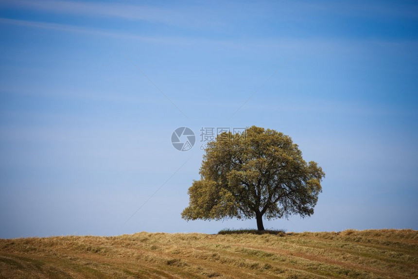 蓝天上山丘的孤树图片