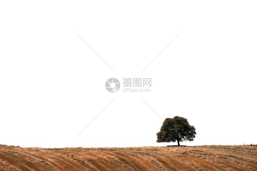 白底山坡上孤独的树图片