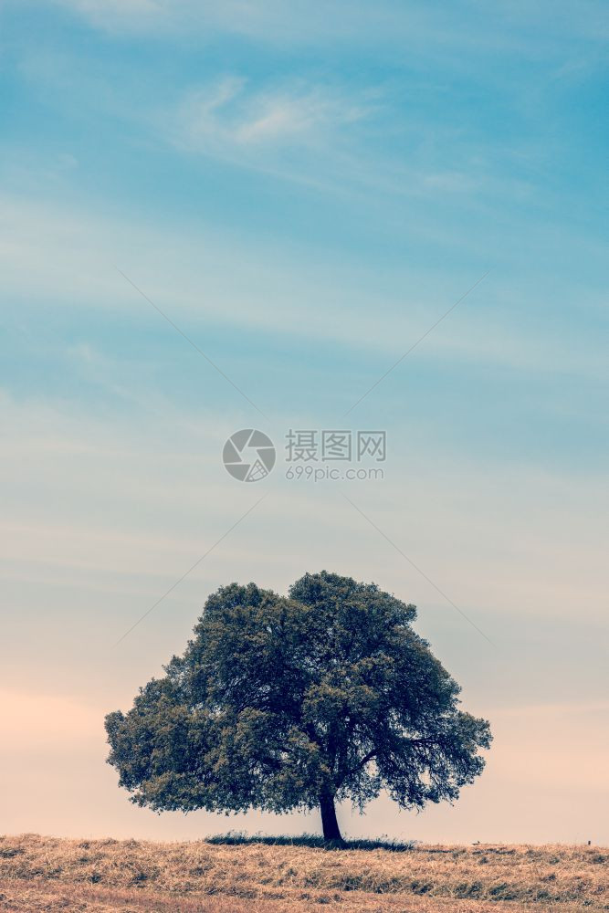 蓝天上山丘的孤树图片