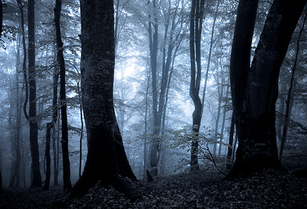 恐怖的森林背景图片