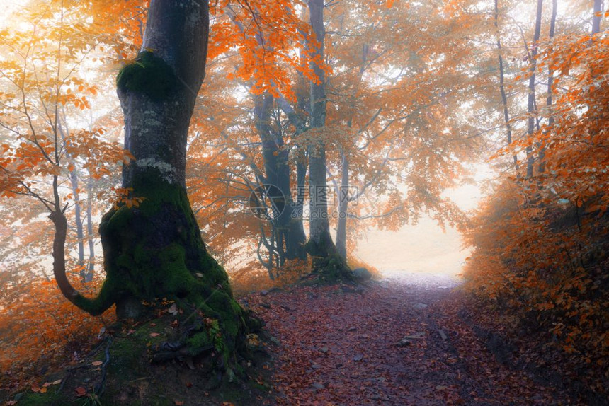 秋雾的阳光明媚林区图片