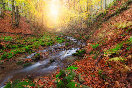 秋色森林和小山河图片