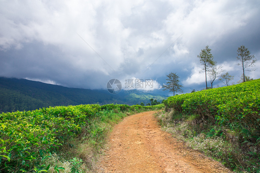 茶叶种植园自然背景图片