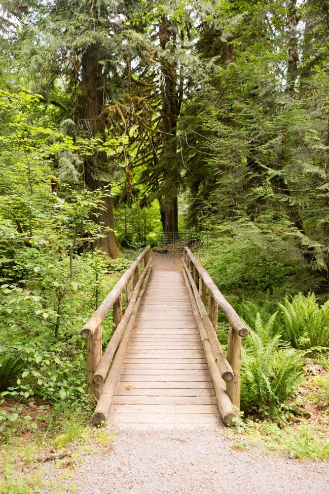 木桥提供了一条穿越森林溪流的通道图片