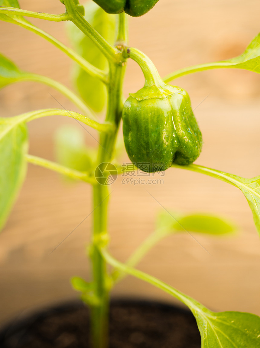 小绿胡椒从花园开始滴水图片