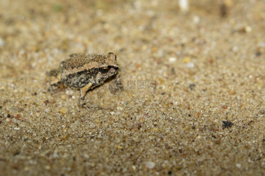 当地小牛蛙Kaloulapulchra的图像图片