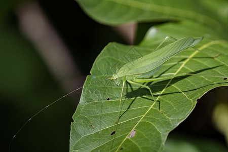 形态各异的蝗虫昆虫动物DarkTympanalKatydid全氯硝基甘巴那背景