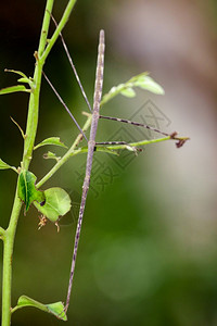 自然背景上的刺状巨棒昆虫图像图片