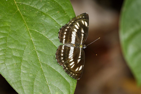 昆虫动物NeptisHylasLinnaeus1758年图片