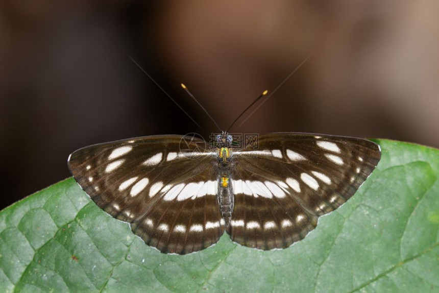 昆虫动物NeptisHylasLinnaeus1758年图片