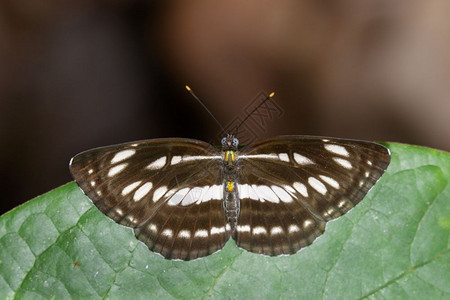 昆虫动物NeptisHylasLinnaeus1758年图片