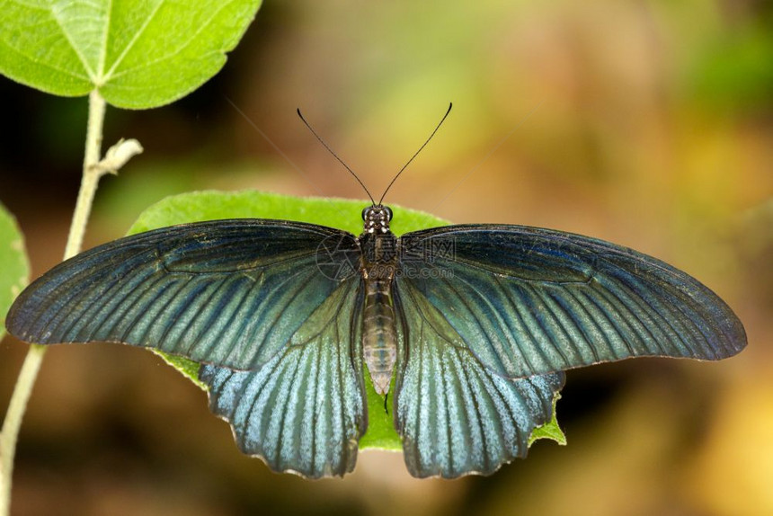 绿叶上的大摩门蝴蝶男图像昆虫动物PapiliomemnonagennorLinnaeus1758年图片