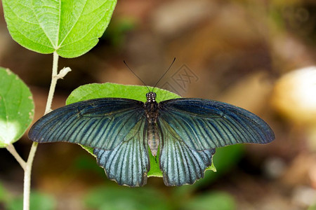 绿叶上的大摩门蝴蝶男图像昆虫动物PapiliomemnonagennorLinnaeus1758年背景图片