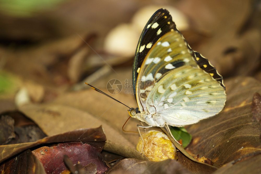 常见大公蝴蝶女Lexaspedalisdirsteana关于自然背景的图像昆虫动物图片