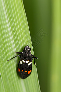 绿叶上黑甲虫的图像高清图片