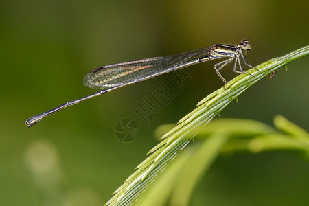 绿叶上的龙蝇protoneuridae图像昆虫动物图片