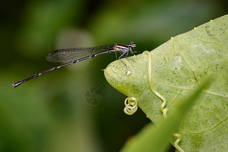 绿叶上的龙蝇protoneuridae图像昆虫动物高清图片
