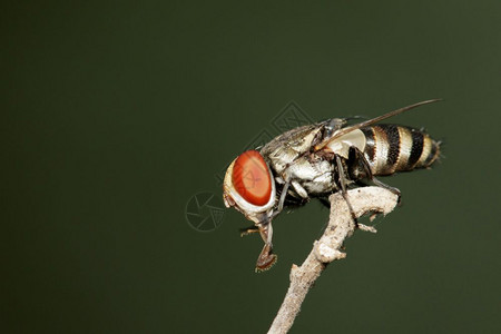 树枝上苍蝇Diptera的图像昆虫动物图片