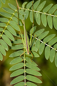 绿色蝗虫绿树叶上的SmallGreenLeafKatydidOrthelimaeaLeeuweniii图像背景