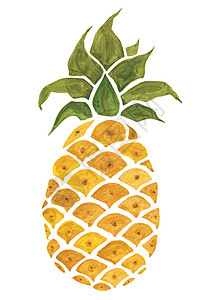 菠萝白背景孤立的水彩手画图菠萝水彩画图背景图片