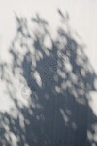 石膏墙上的树影图片