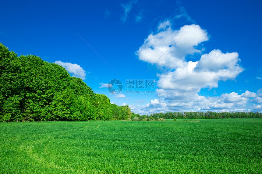 草地和完美的天空图片