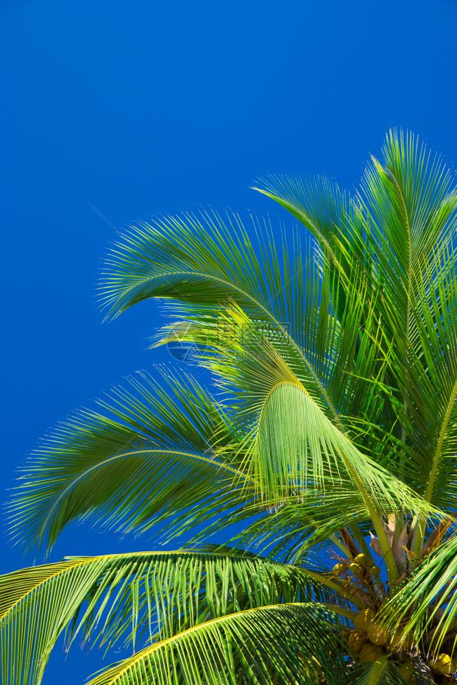 棕榈树对蓝天图片