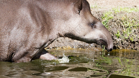 貘南美洲水中晶Tapirusterrestris的剖面肖像背景