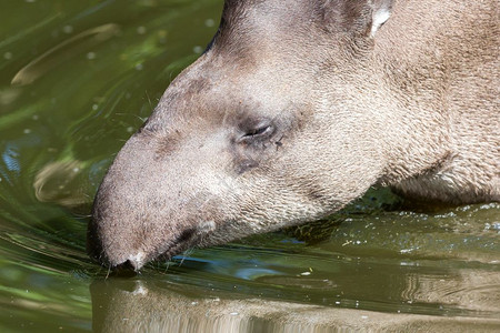 南美洲水中晶Tapirusterrestris的剖面肖像图片