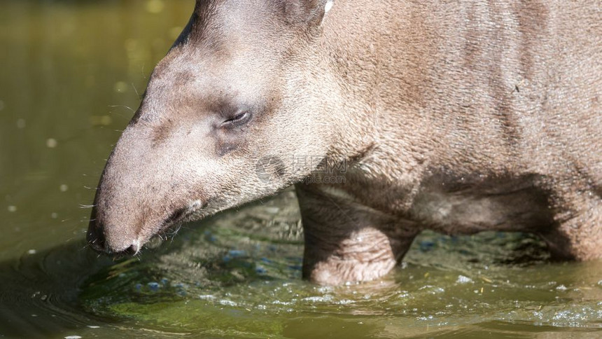 南美洲水中晶Tapirusterrestris的剖面肖像图片