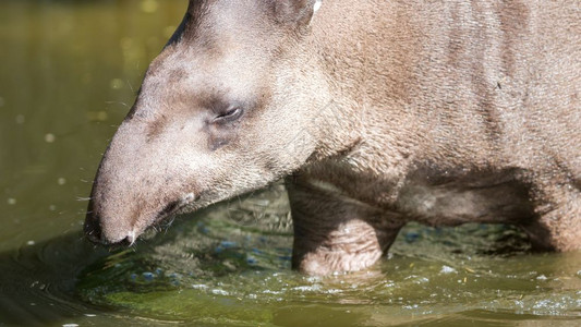 南美洲水中晶Tapirusterrestris的剖面肖像图片