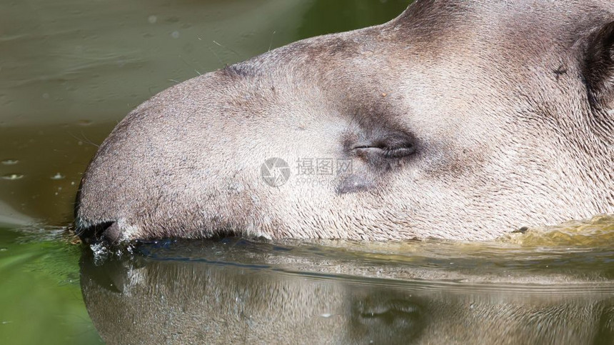 南美洲水中晶Tapirusterrestris的剖面肖像图片