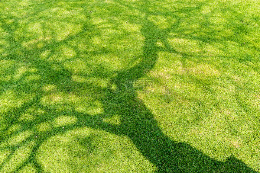 春天树影在短的绿草上图片